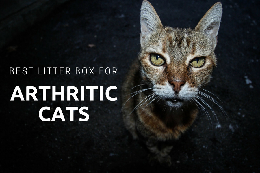 best litter box for arthritic cats