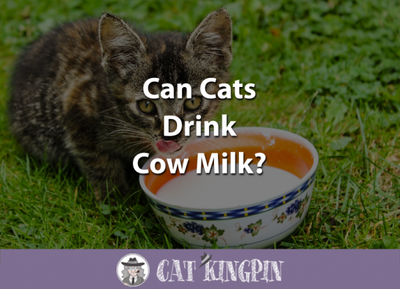 Illustration of Alternative To Cow S Milk For Kittens