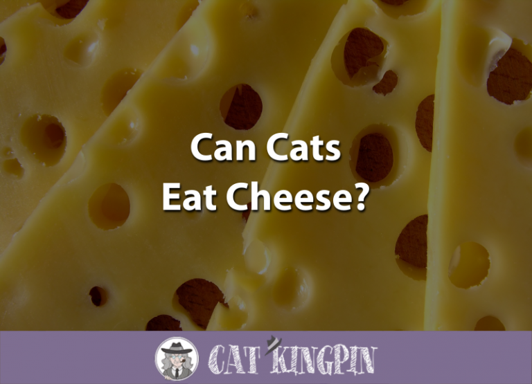 Can Cats Eat Cheese?