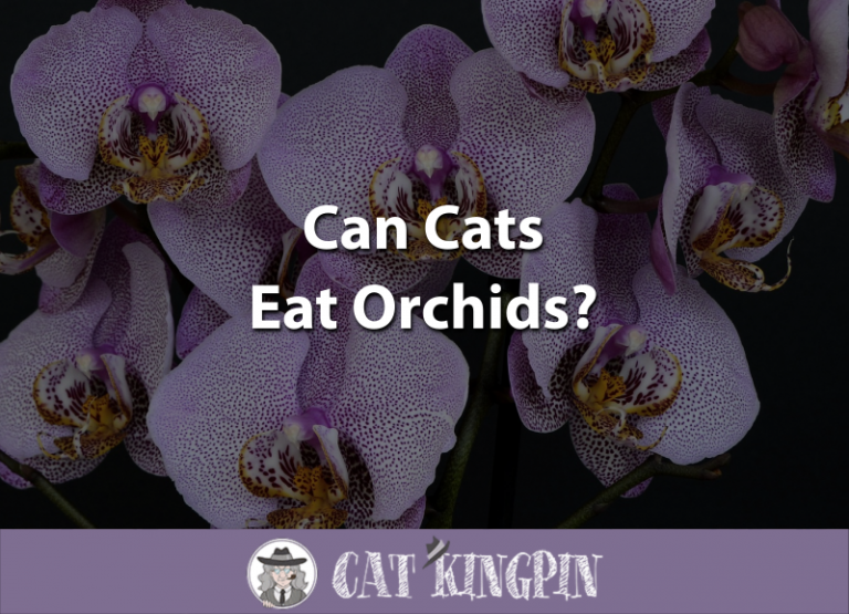 Cat Cats Eat Orchids?