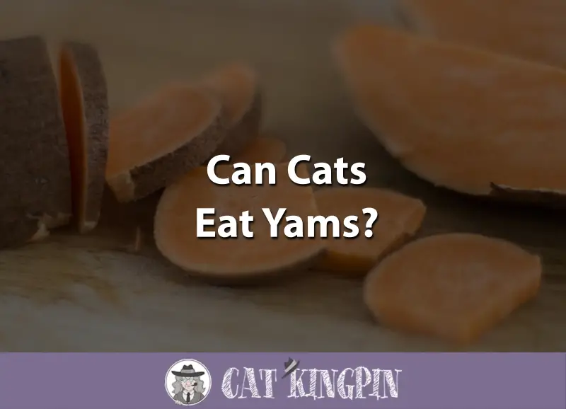 Can Cats Eat Yams