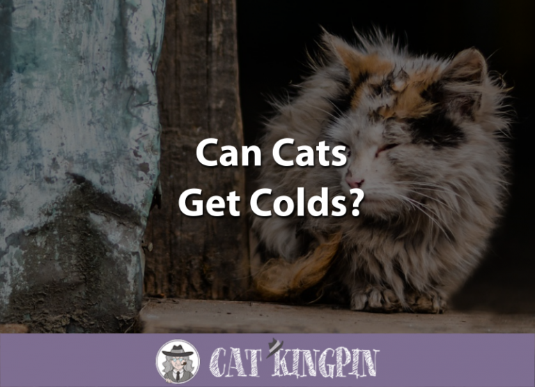 Can Cats Get Colds?