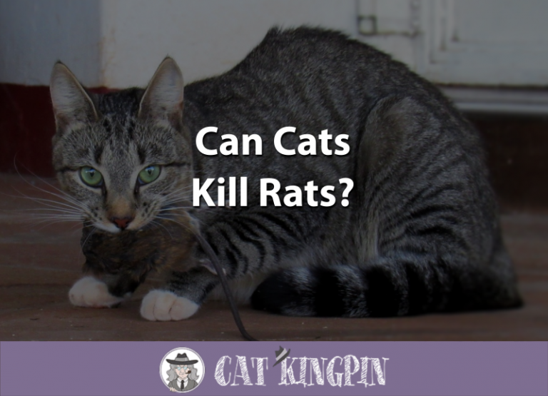 How Do Cats Kill Rats?