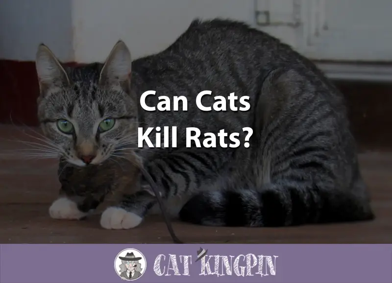 Can Cats Kill Rats