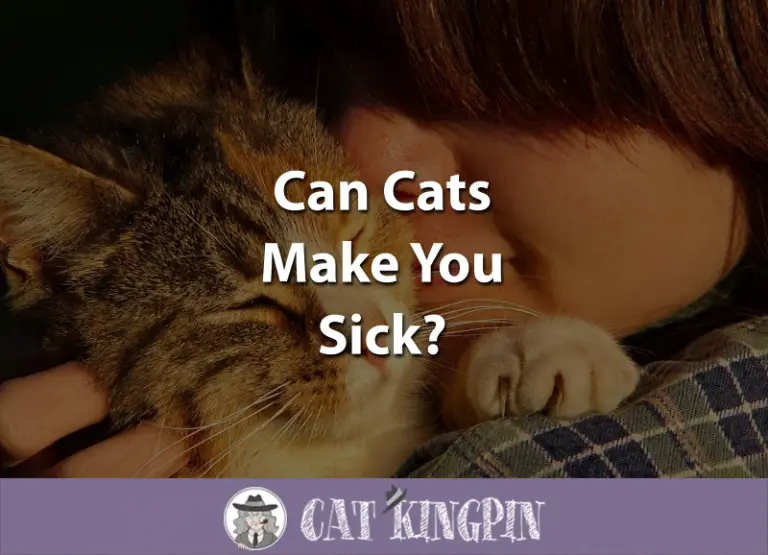 Can Cats Make You Sick?
