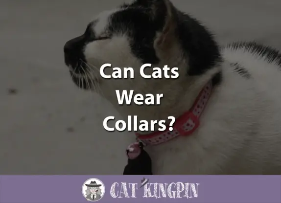 can-cats-wear-collars-cat-kingpin