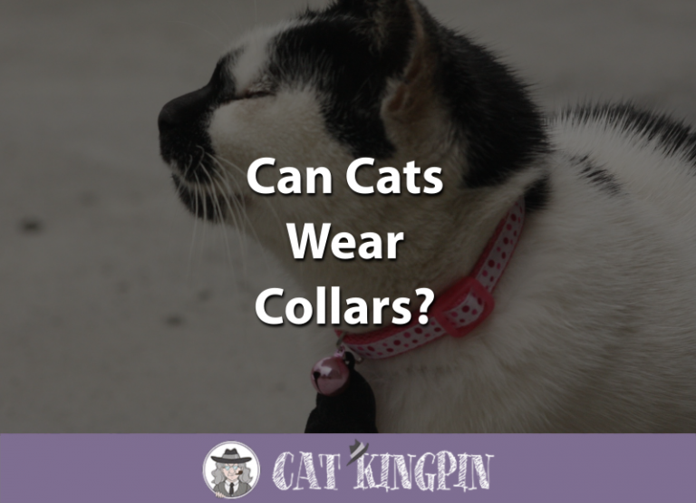 Can Cats Wear Collars?