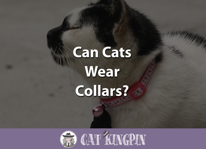 Can Cats Wear Collars