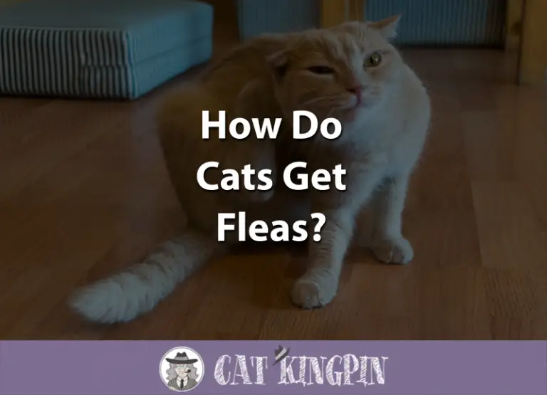 How Do Cats Get Fleas?
