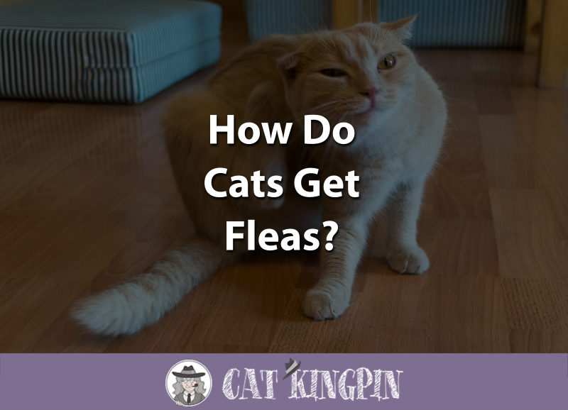 How Do Cats Get Fleas