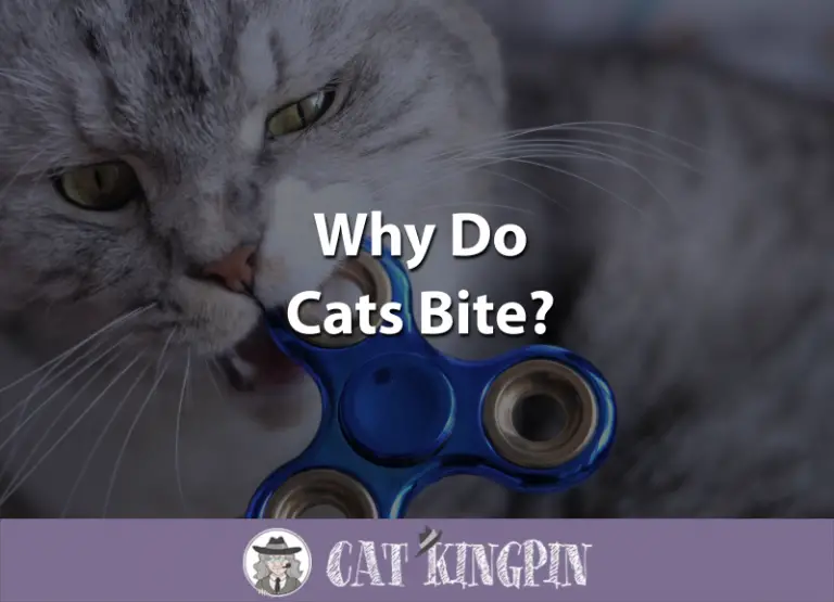 Why Do Cats Bite?