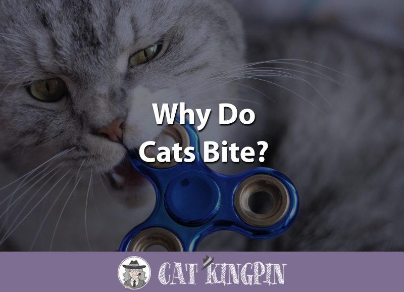 Why Do Cats Bite