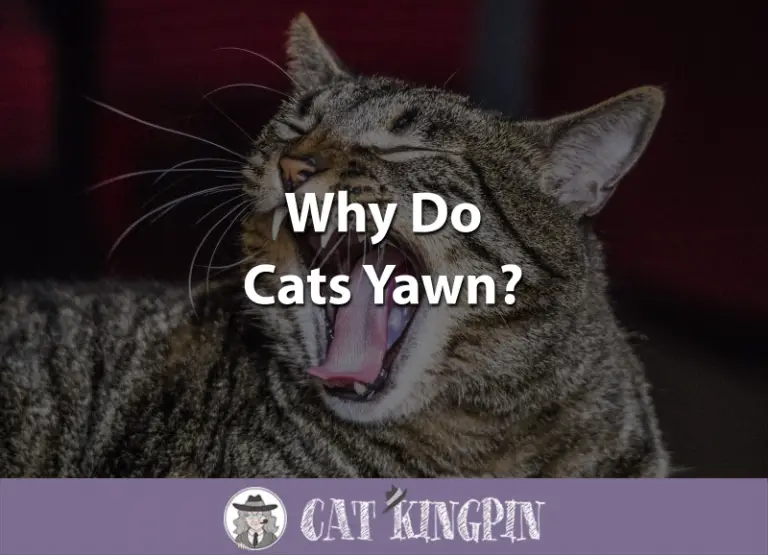 Why Do Cats Yawn?