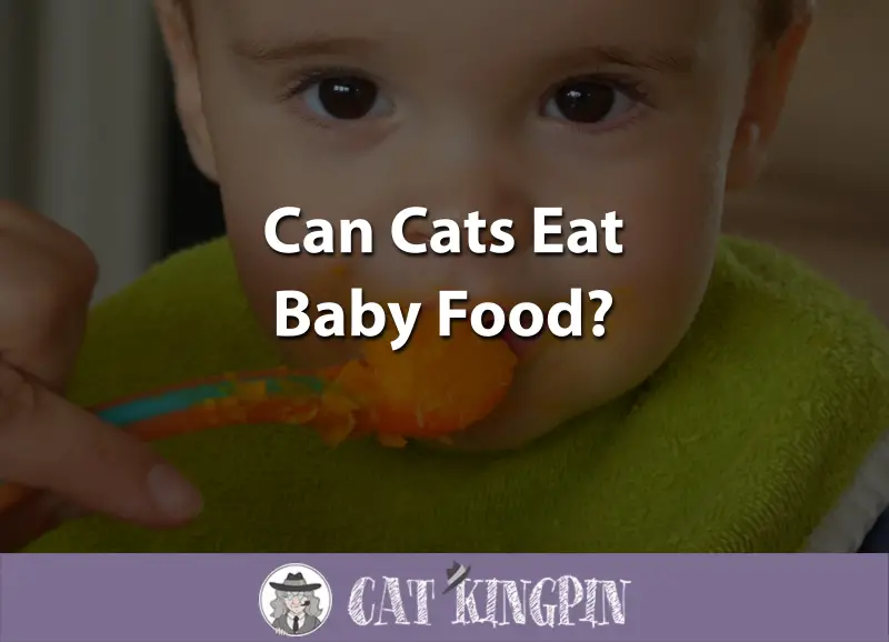 Can Cats Eat Baby Food