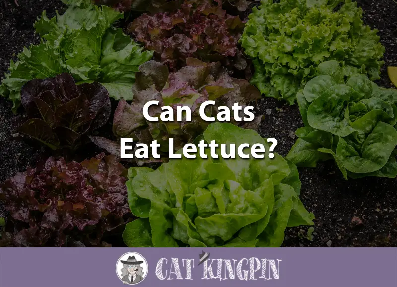 Can Cats Eat Lettuce