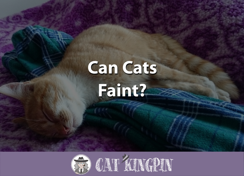 Can Cats Faint