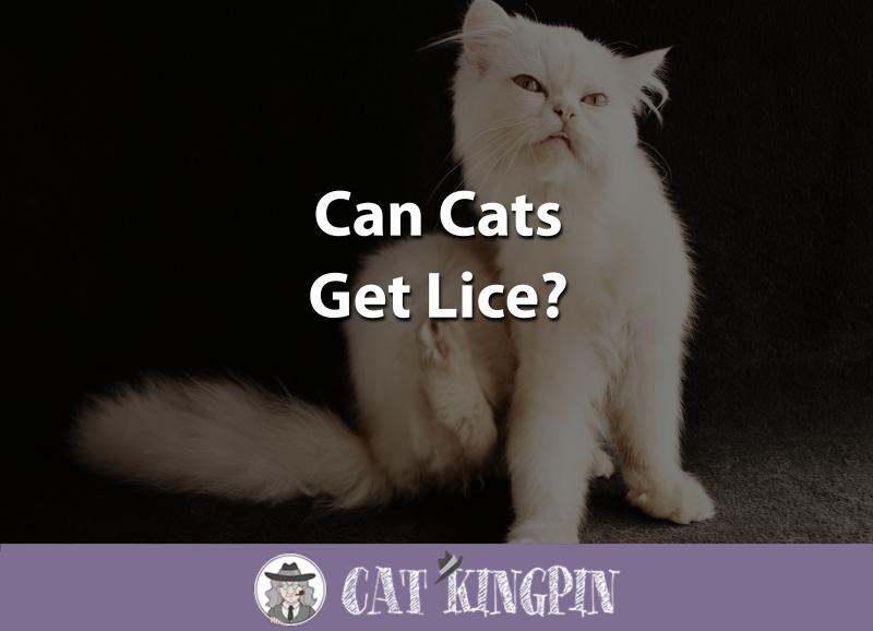 Can Cats Get Lice