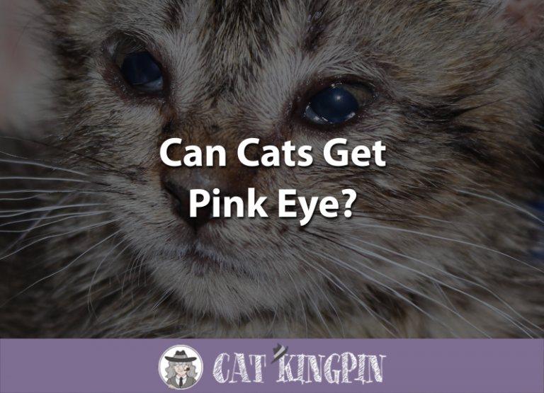 Can Cats Get Pink Eye?