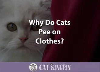 Why Do Cats Pee on Clothes? - Cat Kingpin