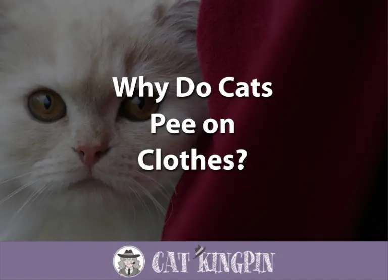 Why Do Cats Pee on Clothes?