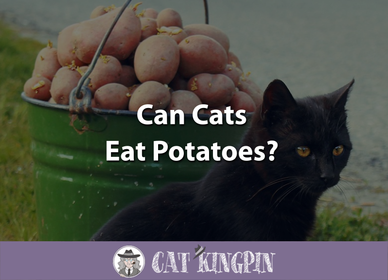 can cats eat potatoes