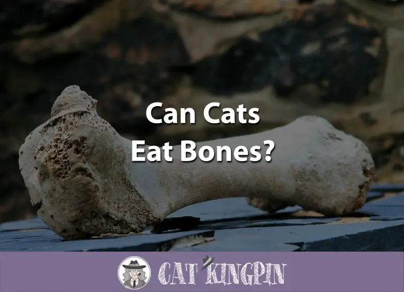Can Cats Eat Bones Cat Kingpin
