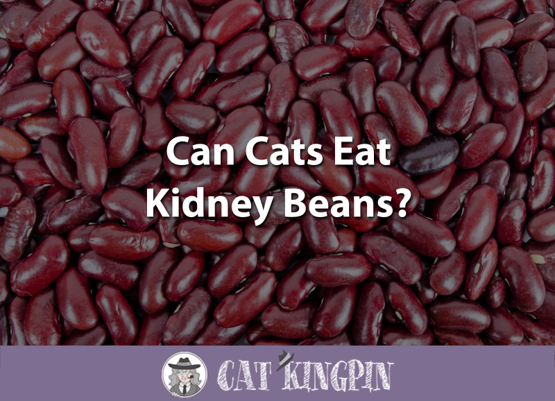 Can Cats Eat Kidney Beans
