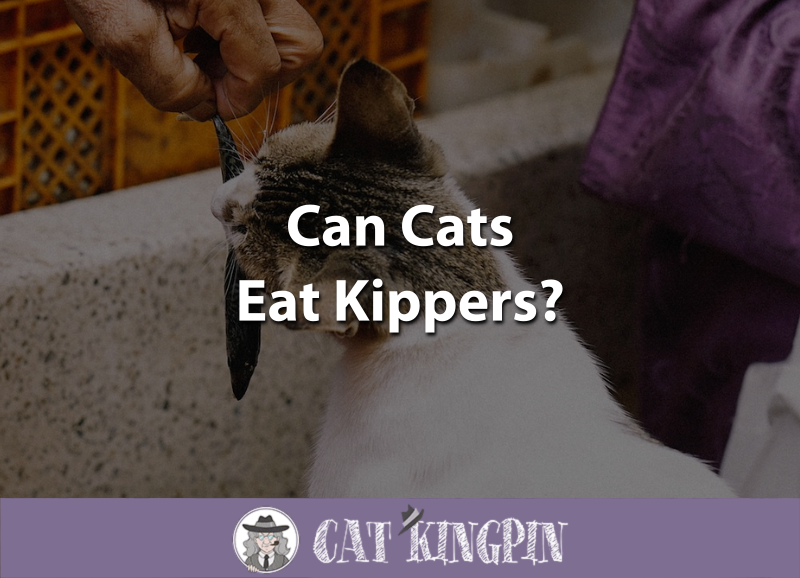 Can Cats Eat Kippers