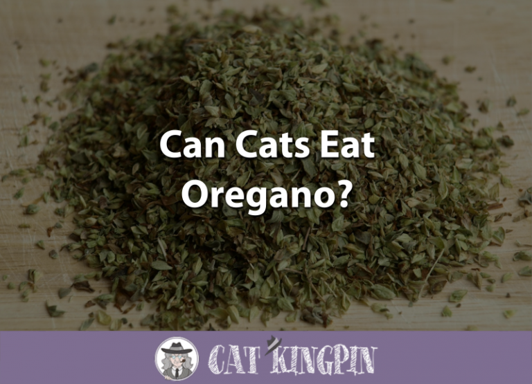 Can Cats Eat Oregano?