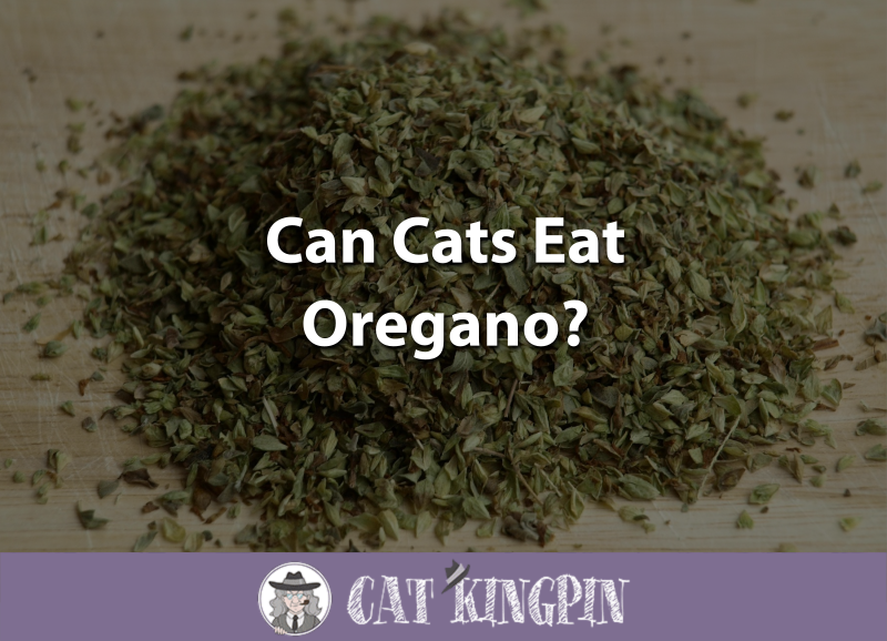Can Cats Eat Oregano