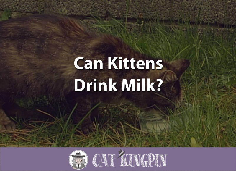 Can Kittens Drink Milk