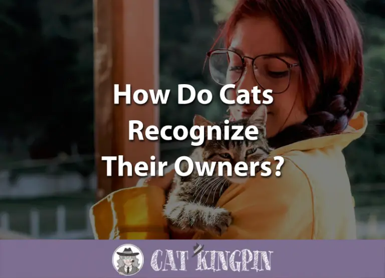 How Do Cats Recognize Their Owners?