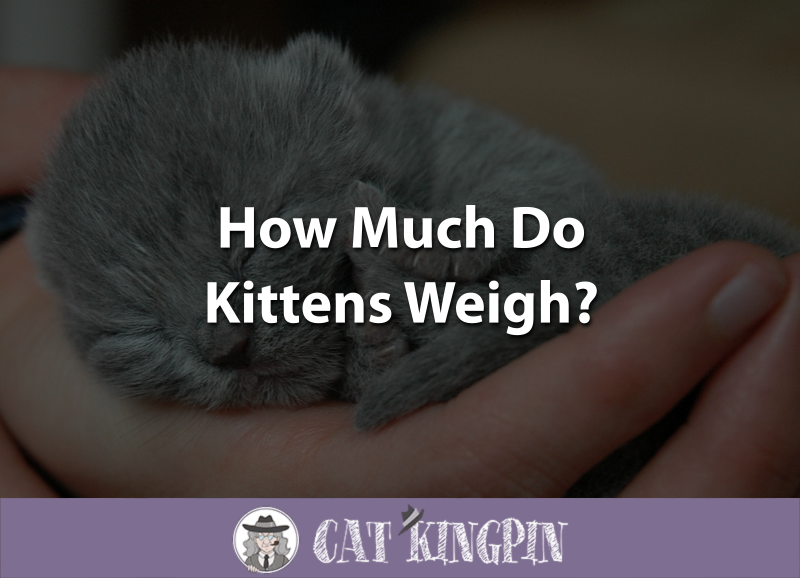 How Much Do Kittens Weigh