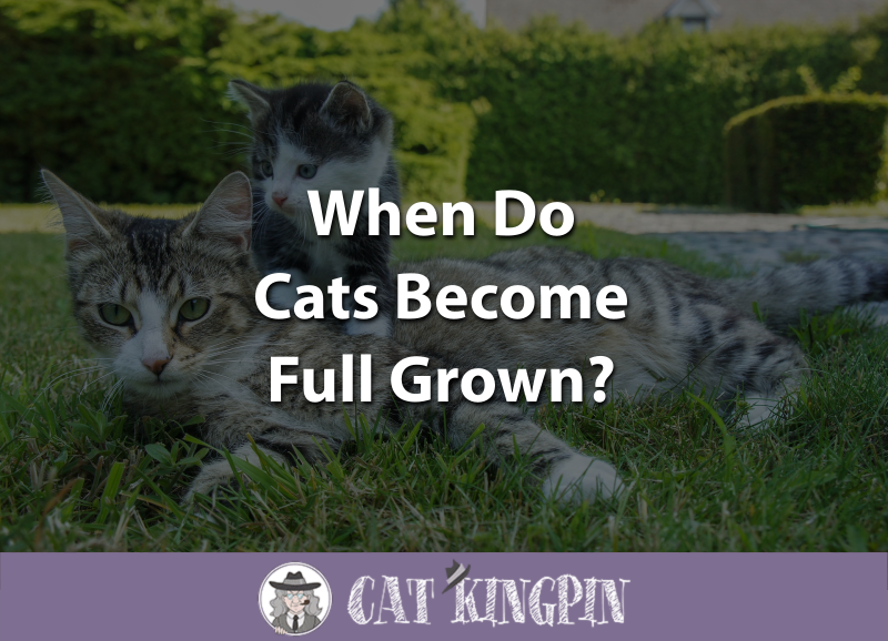 When Do Cats Become Full Grown