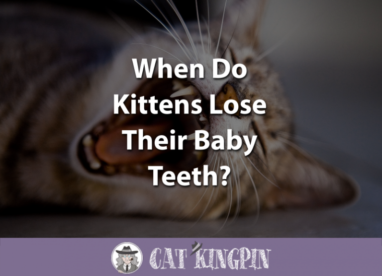 When Do Kittens Lose Their Baby Teeth?