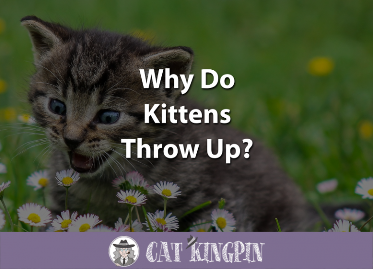 Why Do Kittens Throw Up?