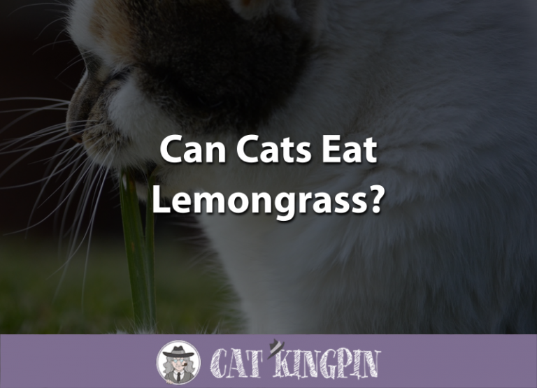 Can Cats Eat Lemongrass?