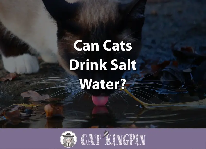 Can Cats Drink Salt Water