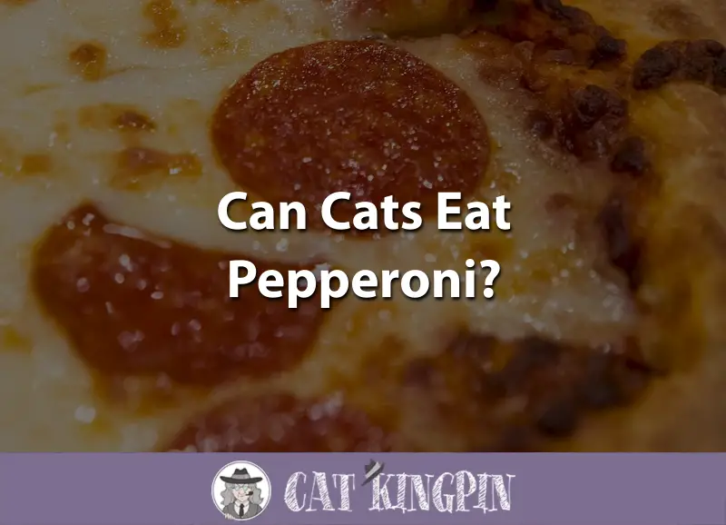 Can Cats Eat Pepperoni