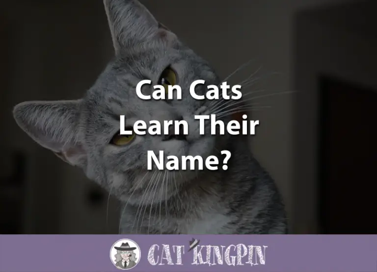 Can Cats Learn Their Name?
