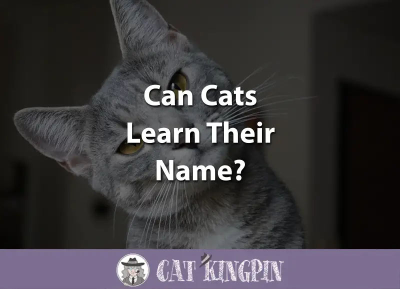 Can Cats Learn Their Name