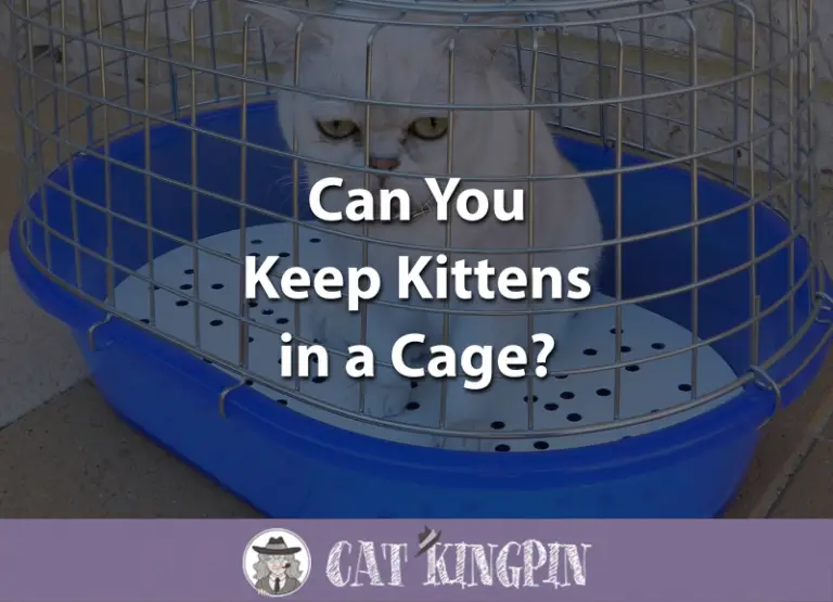Can You Keep Kittens in a Cage?