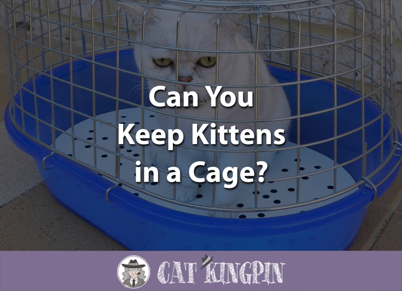 Can You Keep Kittens in a Cage? Cat Kingpin