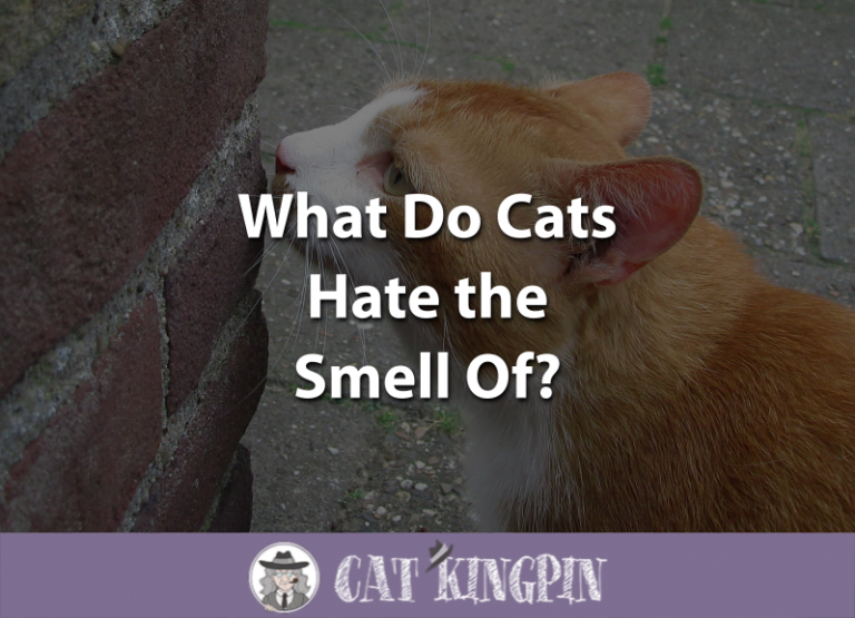 What Do Cats Hate the Smell Of?