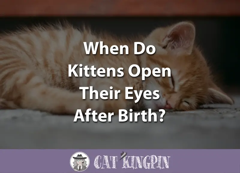 When Do Kittens Open Their Eyes After Birth