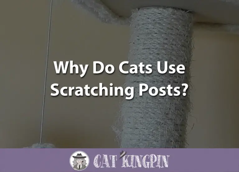 Why Do Cats Use Scratching Posts?