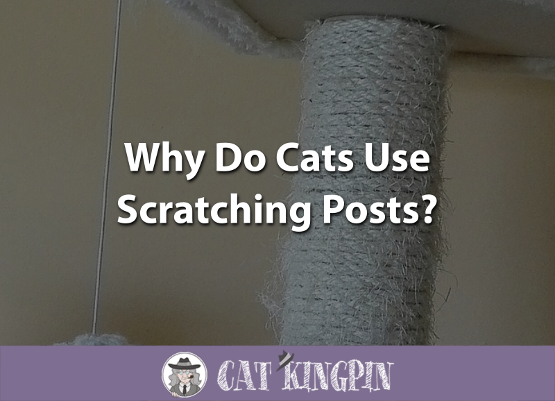 Why Do Cats Use Scratching Posts