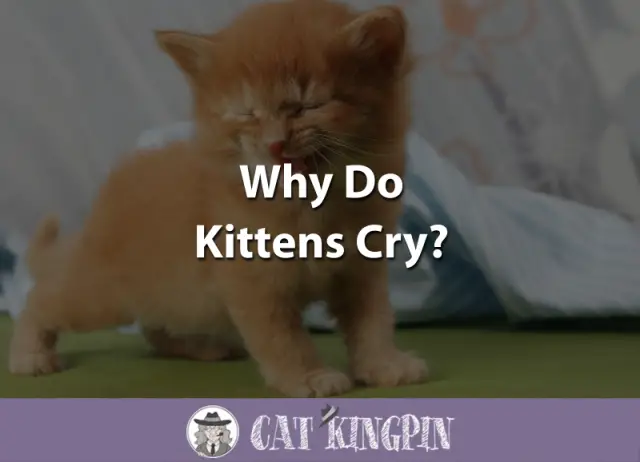 Why Do Kittens Cry? - Cat Kingpin