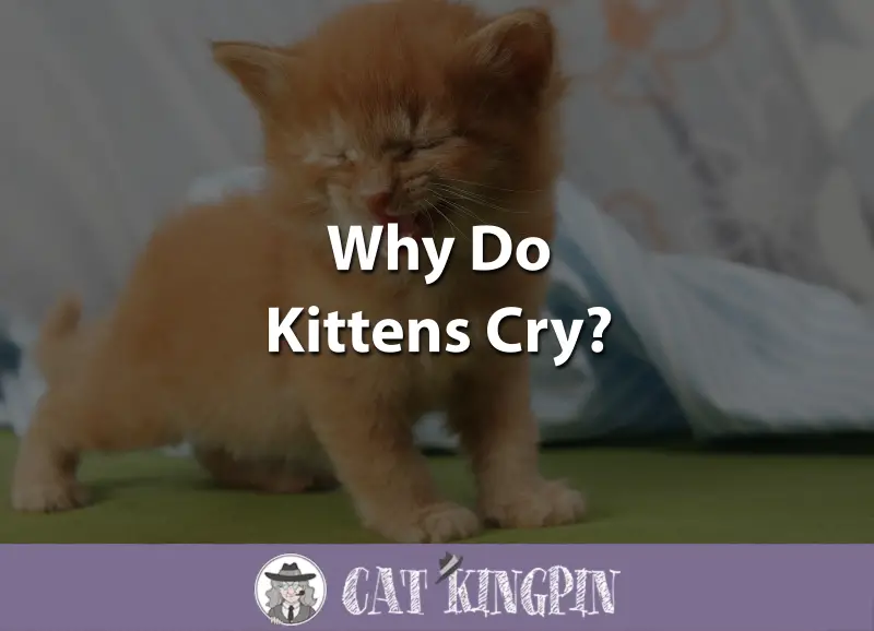 Why Do Kittens Cry