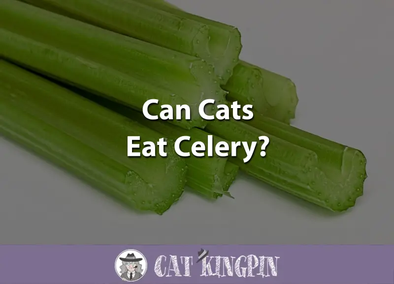 Can Cats Eat Celery